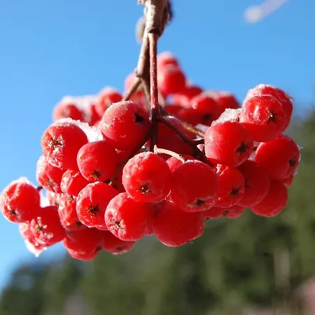 Rifugio Casello Margherita 카미글리아텔로 실라노
