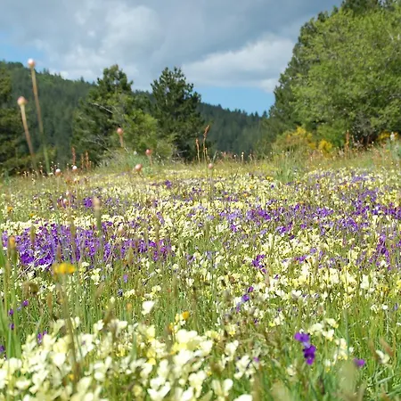 Rifugio Casello Margherita 호텔 3*