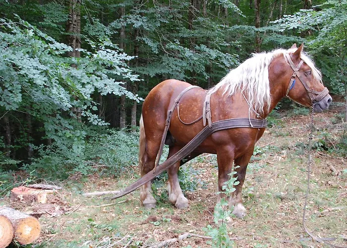 Rifugio Casello Margherita קמיליאטלו סילאנו