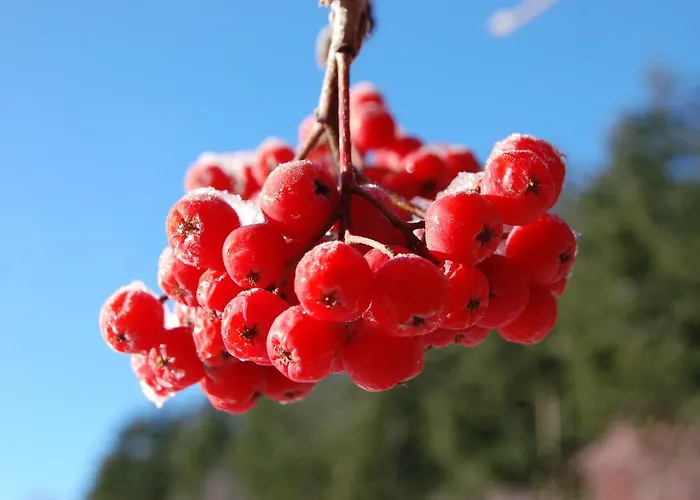 Rifugio Casello Margherita Camigliatello Silano