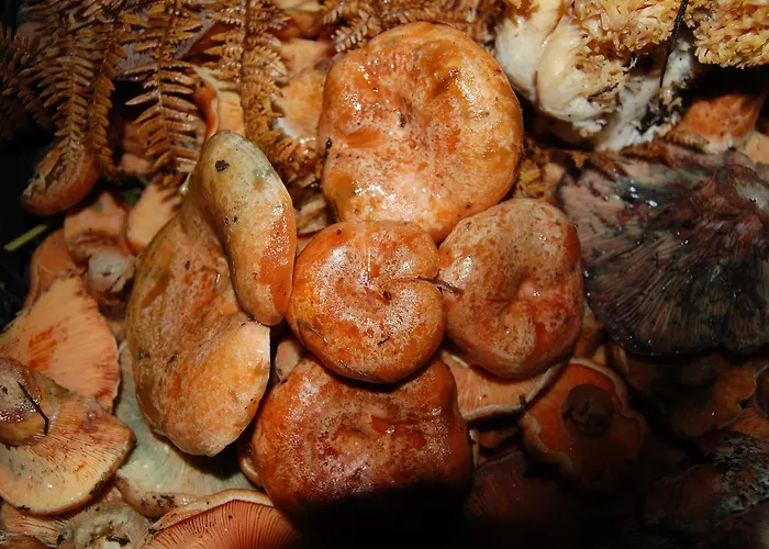 Rifugio Casello Margherita Hotel Camigliatello Silano