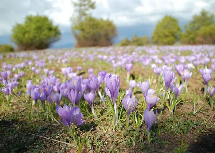 Rifugio Casello Margherita מלון
