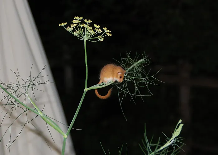 Rifugio Casello Margherita 3* קמיליאטלו סילאנו